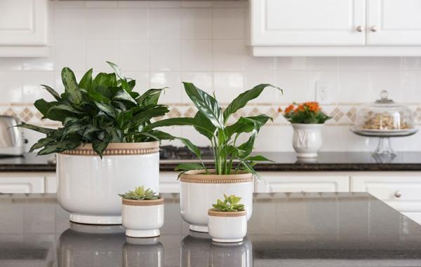 10 گیاه آپارتمانی که در آشپزخانه شما به خوبی رشد می نمایند
