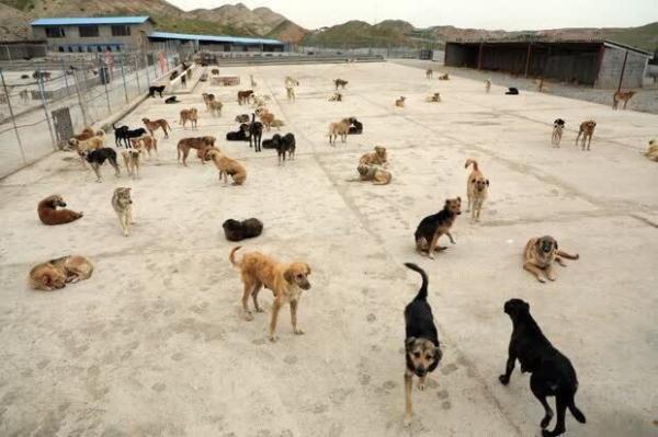 جمع آوری بیش از 15 هزار سگ بدون صاحب در البرز
